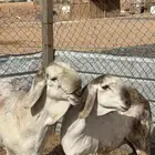 سواكن صنف ( تم البيع)