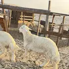 فحل حري صنف فاخر ابوه من حلال المعجل