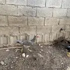 دجاجة باكستانية