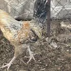للبيع ديك عدد أربعة