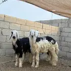 طليان نجد