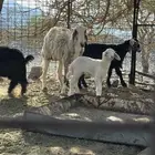 نعجه مع رخل اسنه ثنيه