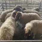 نعج سديس البيع