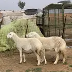 شياه حريات حيل (تم البيع )