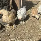 دجاجه براهما معها 7صيصان 2بلدي ولباقي برهماء