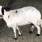 شاه حايل للبيع