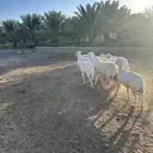 حريات مضاريع للبيع