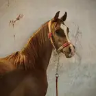 مهر واهو شيخخ