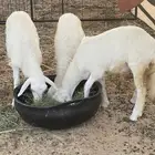 خروف واثنين رخال