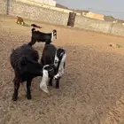 تيوس عوارض اعمار .7.8