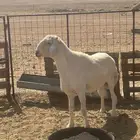 فحل خروف حري صنف