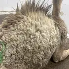 حوار لباني شرط عمره(4)اشهر والحم مضمون ف الصحن