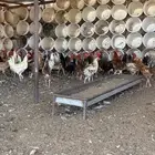دجاج بياض