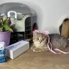 قطو سكوتش ستريت نمري للبيع