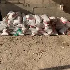 اكياس تمر حلال وتنك وكراتين