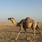 قعود اشقح كفوو