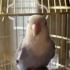 طير