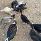 بط بح