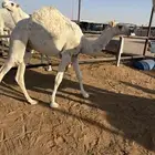 قعود مفرود للبيع