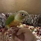 كنيور اناناس