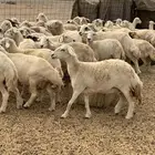 للبيع غنم حريات دفيع