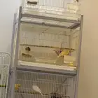 مجموعة طيور للبيع عدد 4 ذكور كناري مغرد جاهز ةللنتاج (رقم2