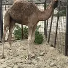 العيص