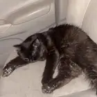 قطوه ذكر وانثى واحد عمره6شهور والانثى 5شهور