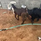 تيوس طيبه عوارض