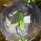 سلحفاة مع حوضها ب80 ريال وأكلها ب15 ريال