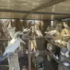 حمام باكستني