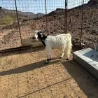 عنز حايل للبيع