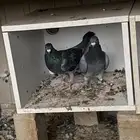 السلام عليكم اعرض لكم زوج باكستاني و زوج زاجل وعلى السوم