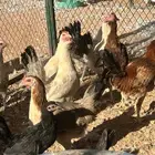 دجاج بياض بلدي