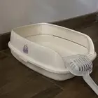 قطط