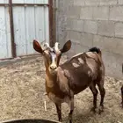 للبيع جنوبيات