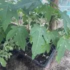 شتلات باباي ردريدي