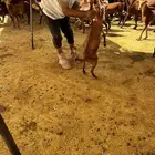 تيوس لباني محايلي