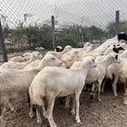 رخال رفيدي بلدي