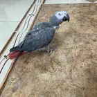 ببغاء كاسكو للبيع