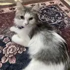 قطه ماعرف عنها اي شي قطها جاري ولا اقدر اربيها بحكم دوامي
