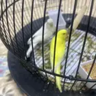 طيور للبيع مع القفص 200