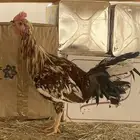 ديك ماكنتوش اصيل دمه حار