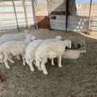 طليان ذبايح ضيوف وثلاجة مع ذبح وتوصيل.