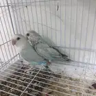 جوز روز