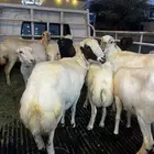 تم البيع