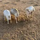 ذبائح للبيع