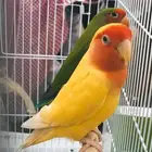عصافير الحب