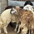 4 طليان للبيع