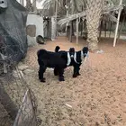 تيوس عارضي